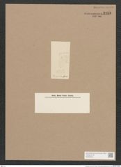 Pleurosigma sp. (de-Toni-Nr.: Genus 13) Zeichnungen Sammlung Grunow Nr. 2153 (NHMW-BOT-W0369203)
